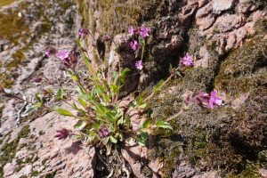 смолёвка (silene dioica)