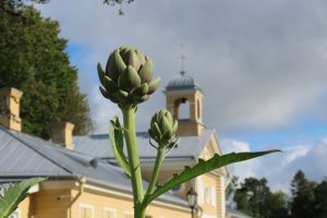 Артишоки на Кухонном огороде Монрепо.