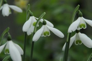 Galanthus reginae-olgae. Галантус королевы Ольги. Фото из интернета.